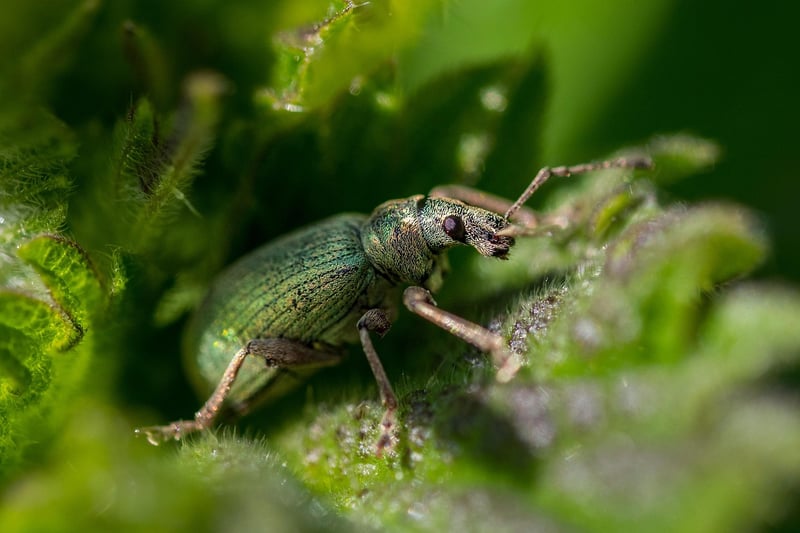 Dealing with pests